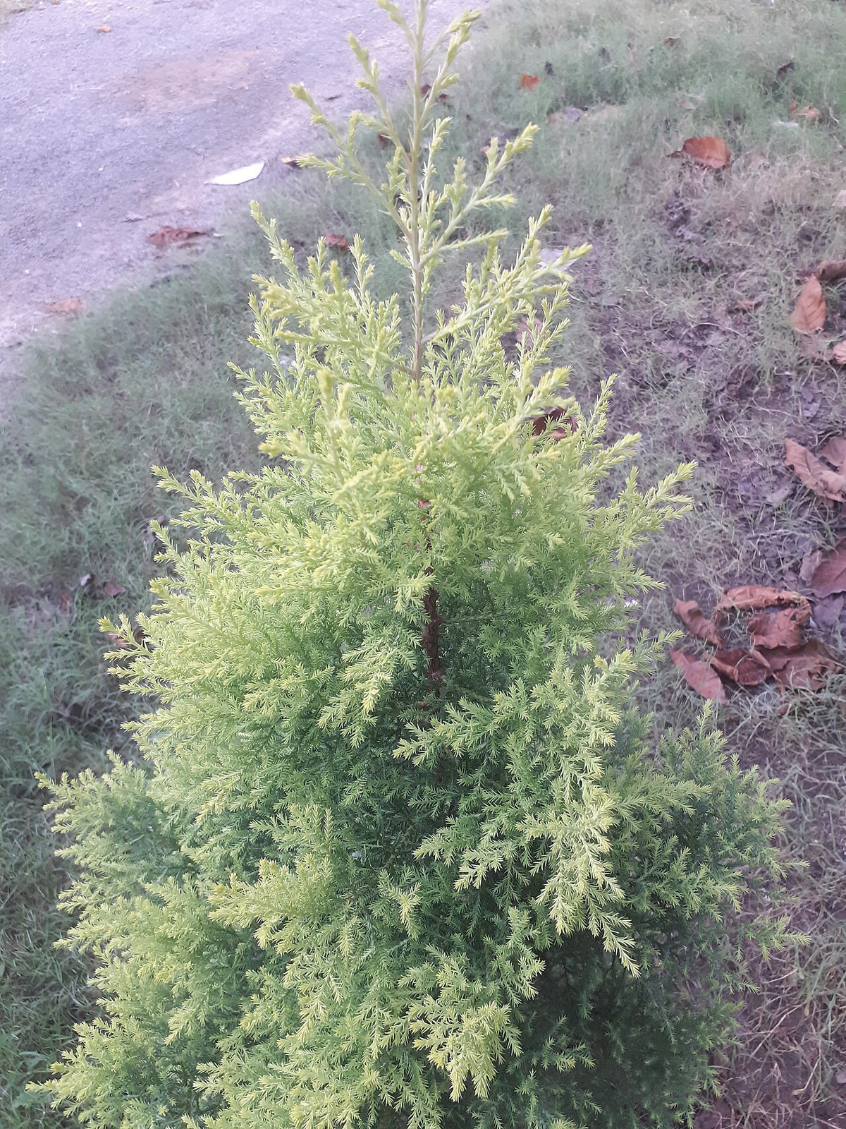 Lemon Cypress