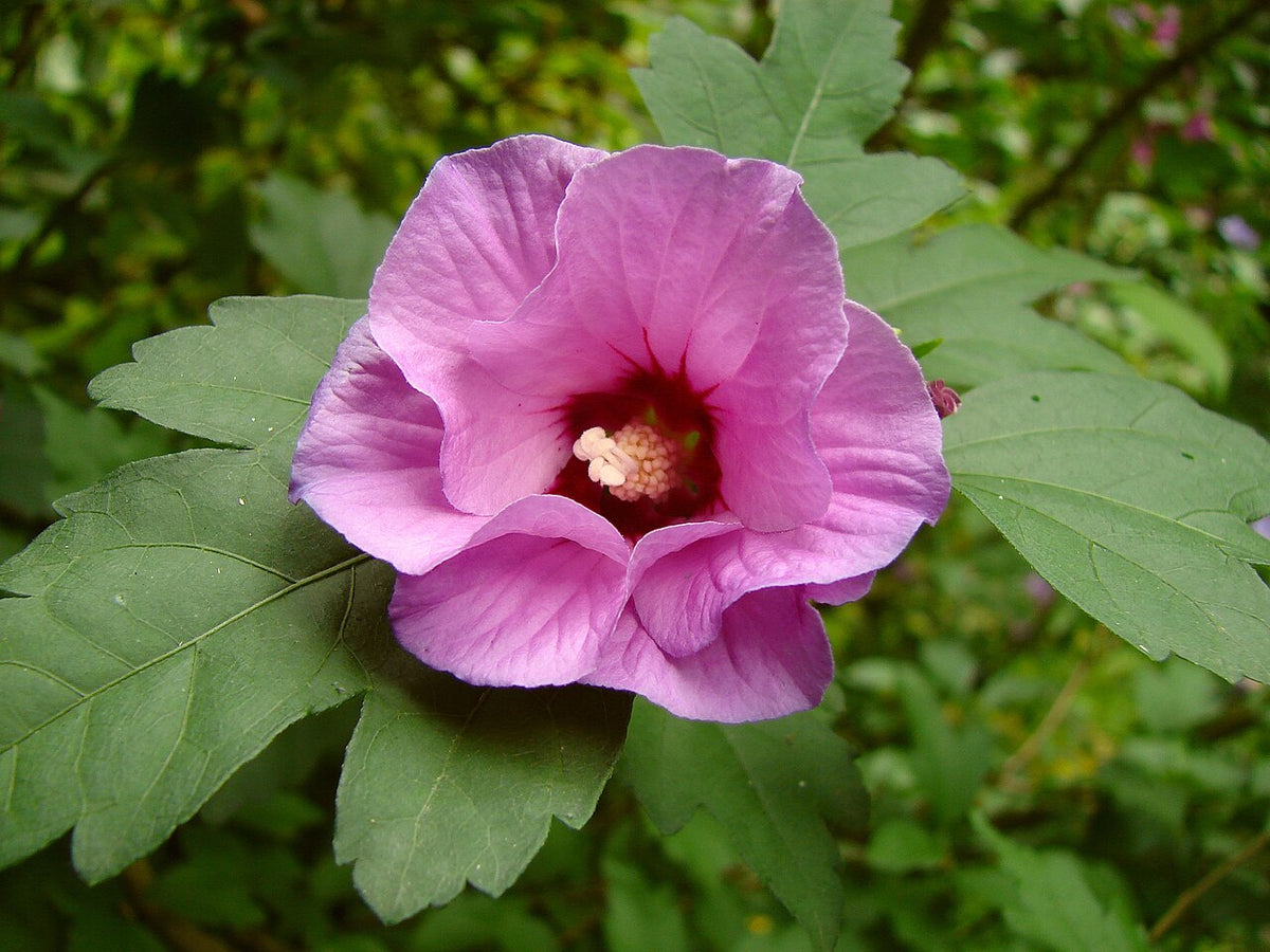 Rose of Sharon