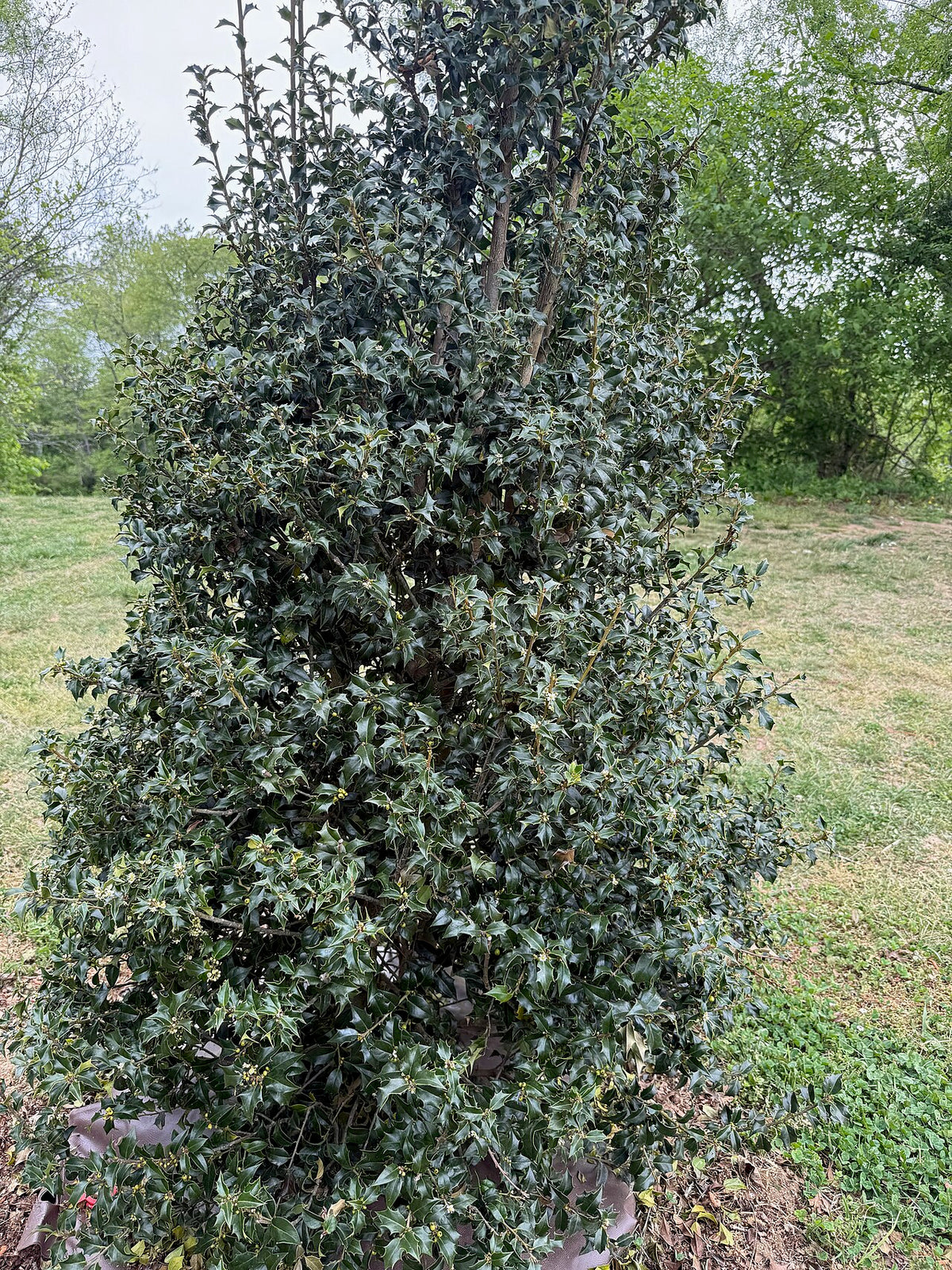 Oakland Holly