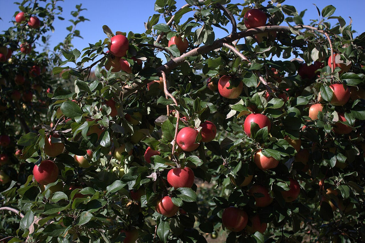 Honeycrisp Apple