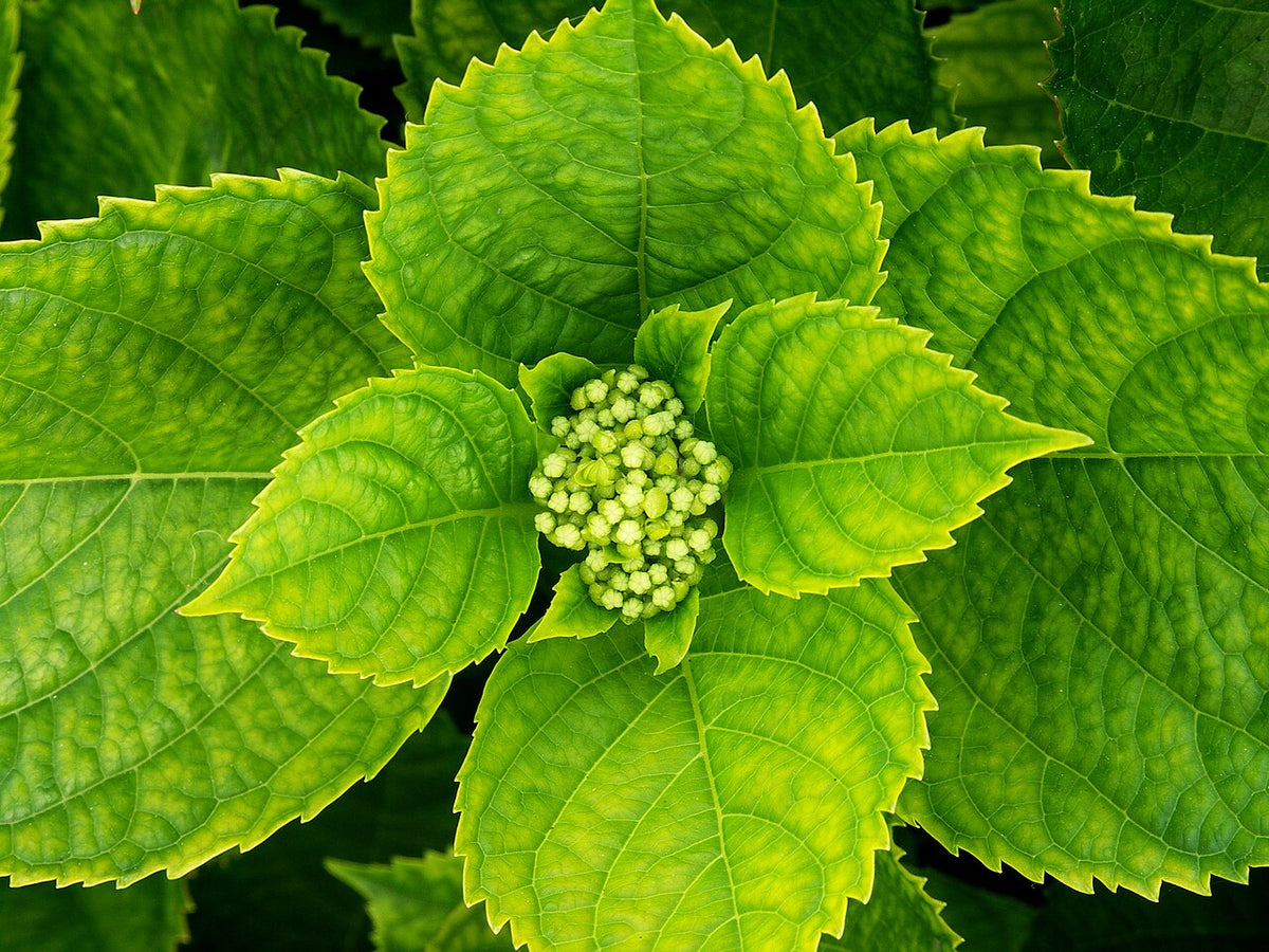 Hydrangea