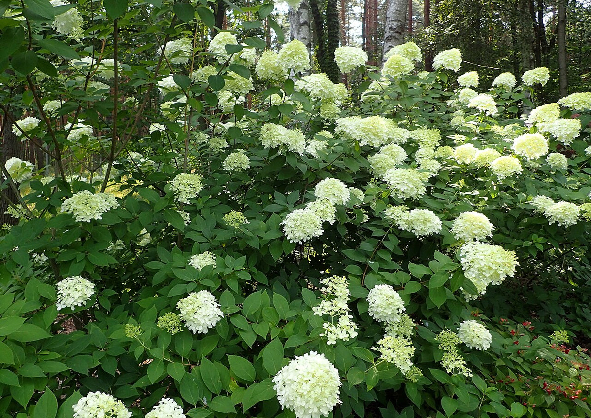 Panicle Hydrangea