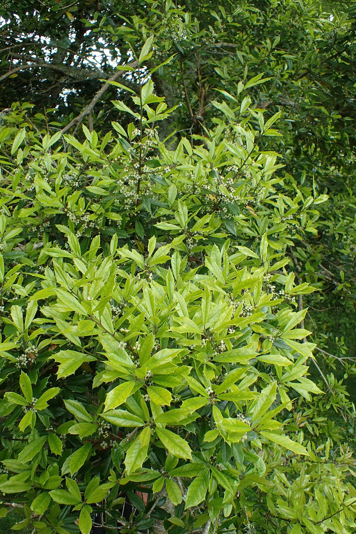 Holly Varieties