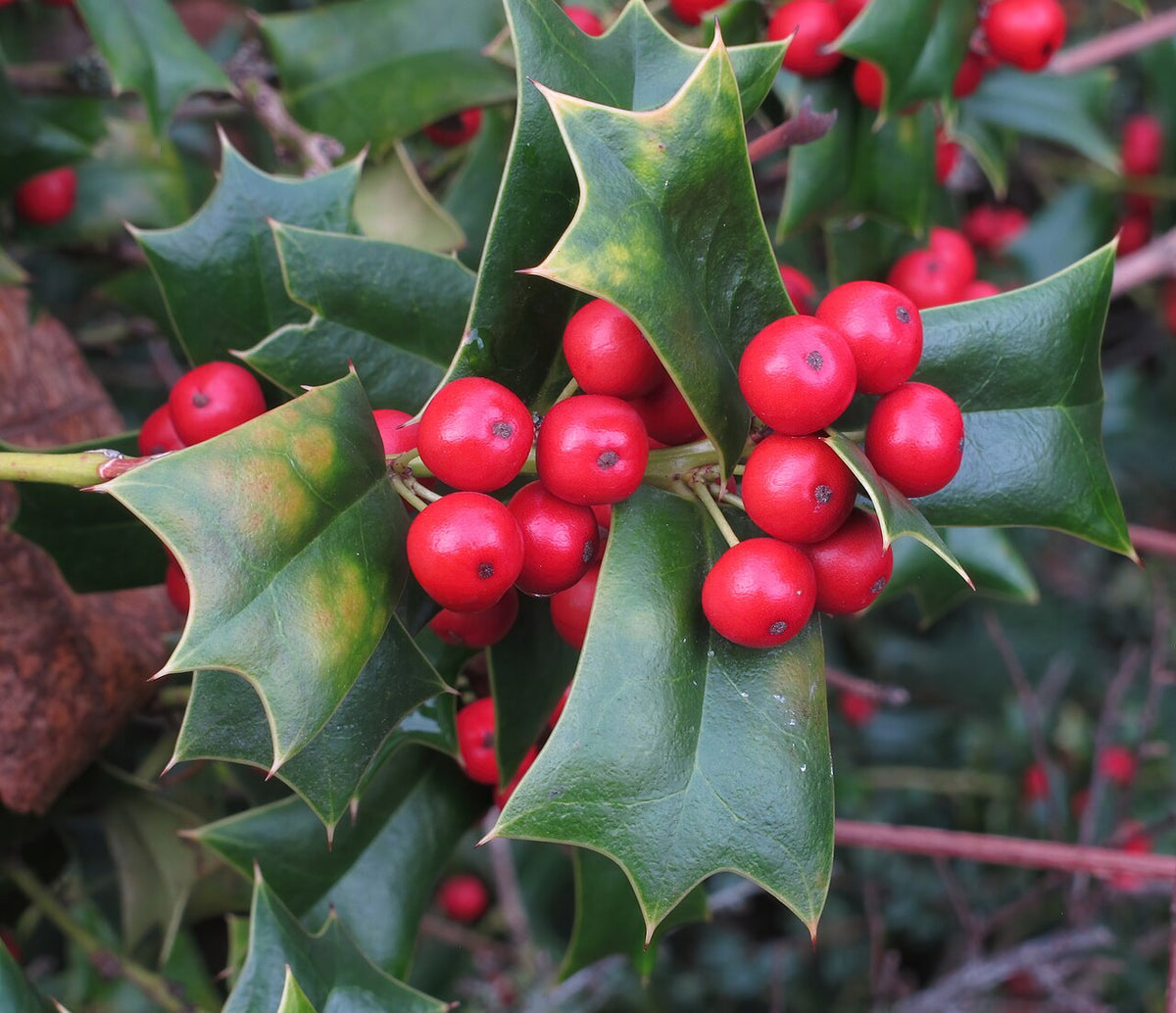 Dwarf Burford Holly