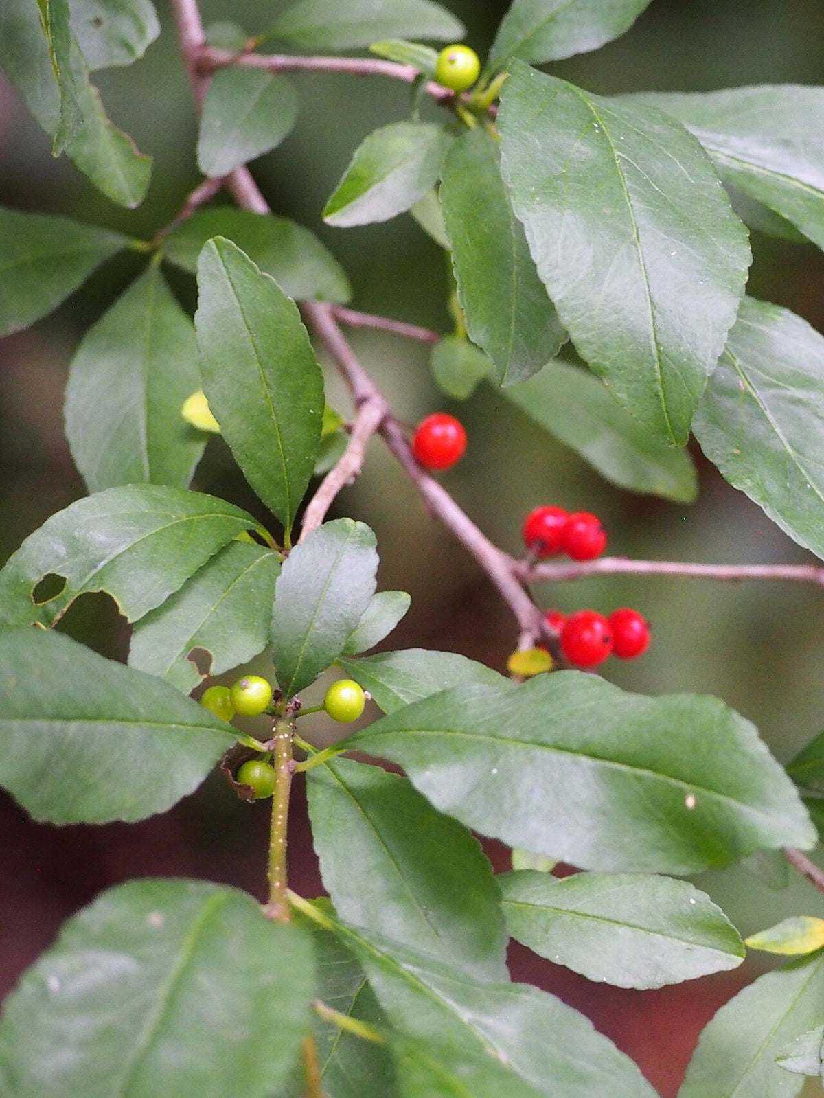 Possumhaw Holly