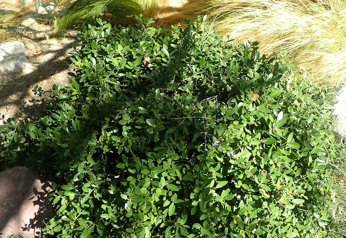 Stokes Dwarf Yaupon Holly