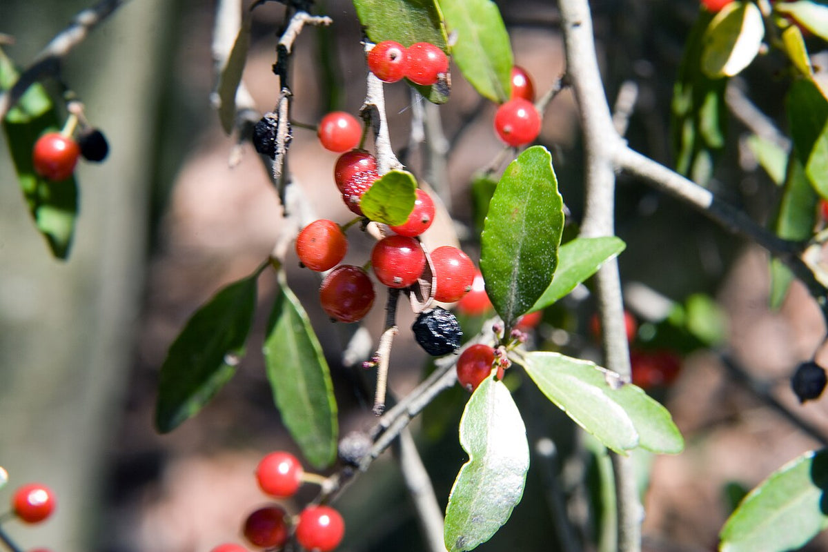 Weeping Yaupon Holly