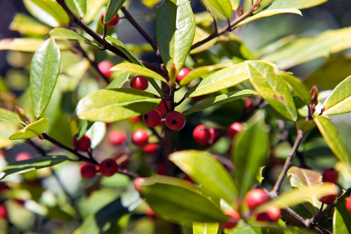 Savannah Holly