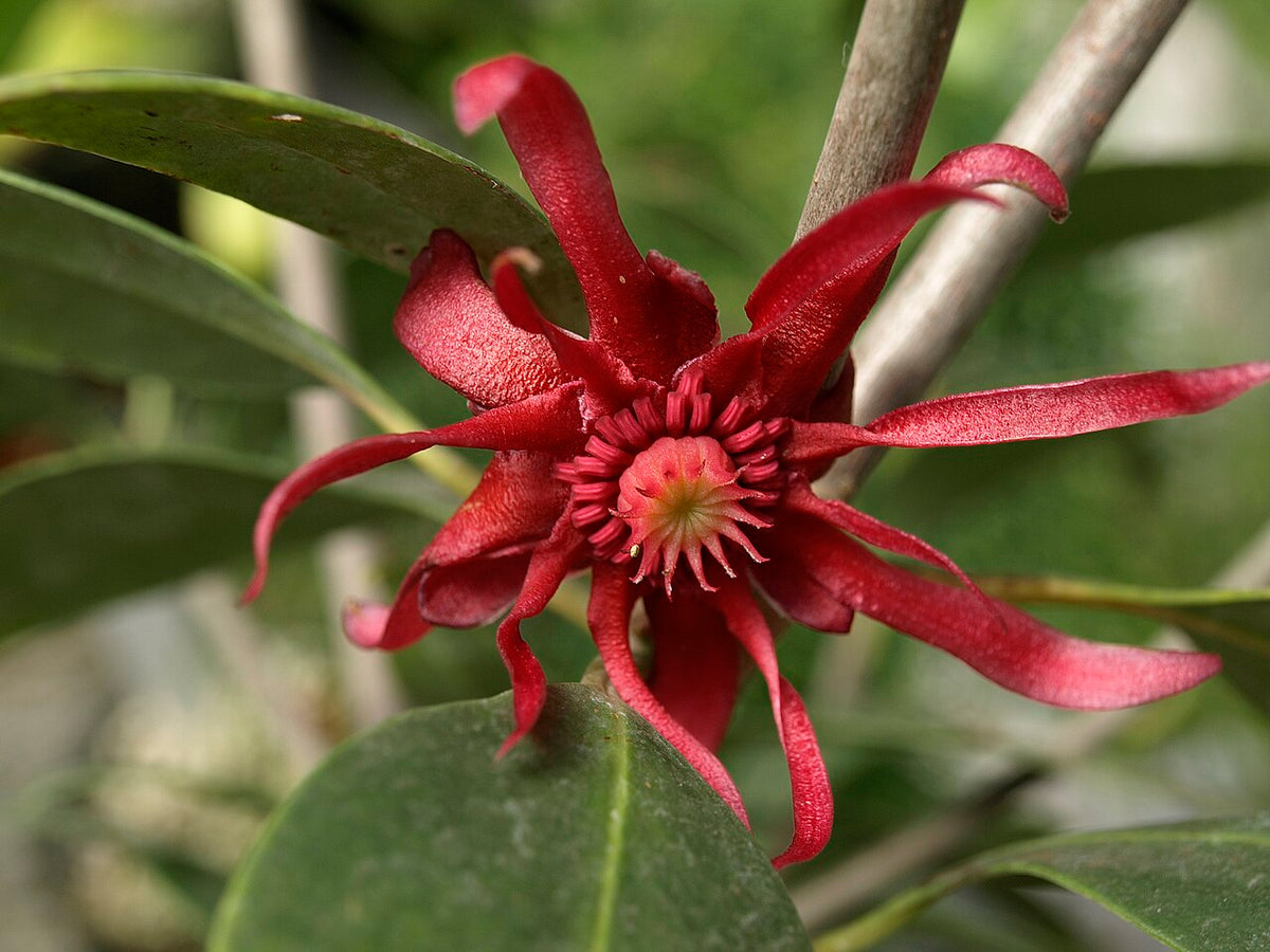 Florida Anise