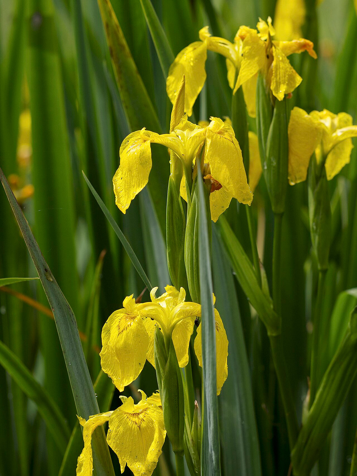 Yellow Flag Iris