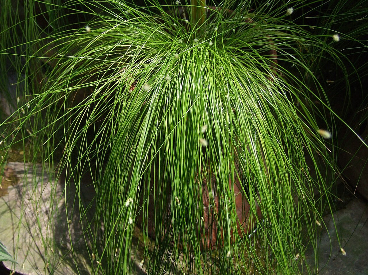Fiber Optic Grass