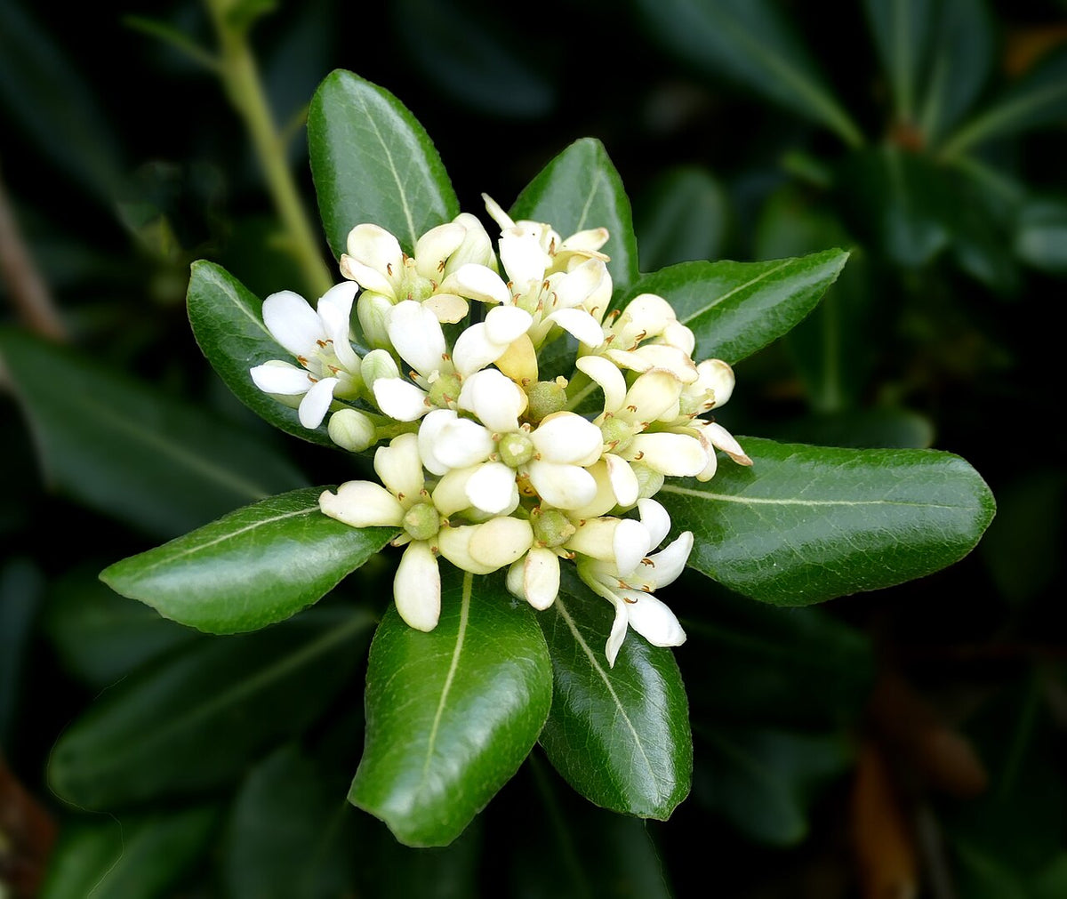 Cream de Mint Pittosporum