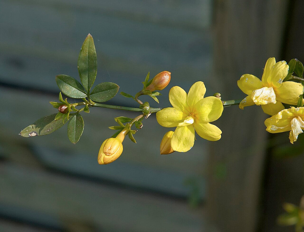 Primrose Jasmine