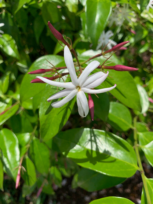 Angel Wing Jasmine