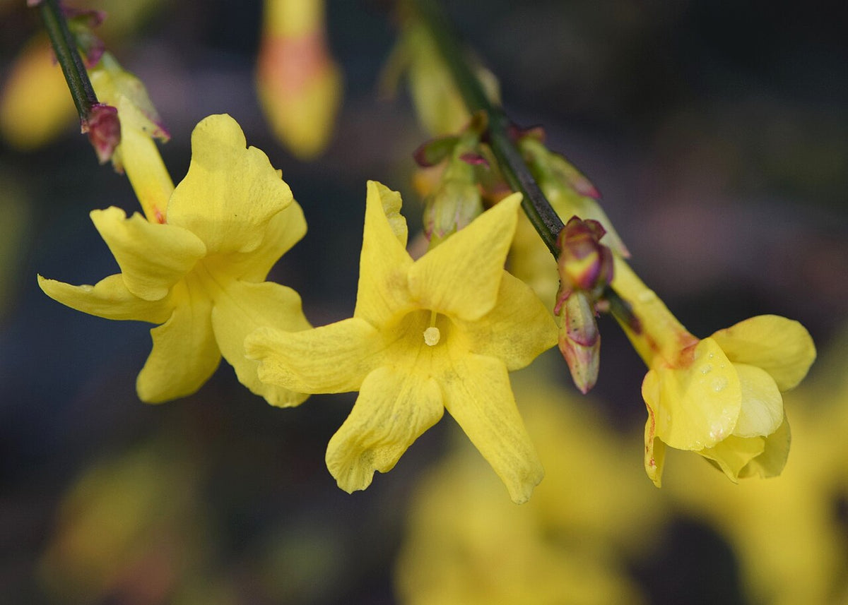 Winter Jasmine