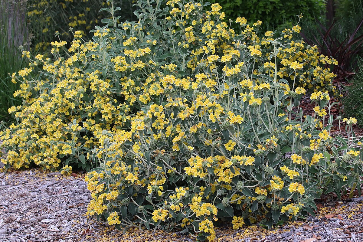 Jerusalem Sage