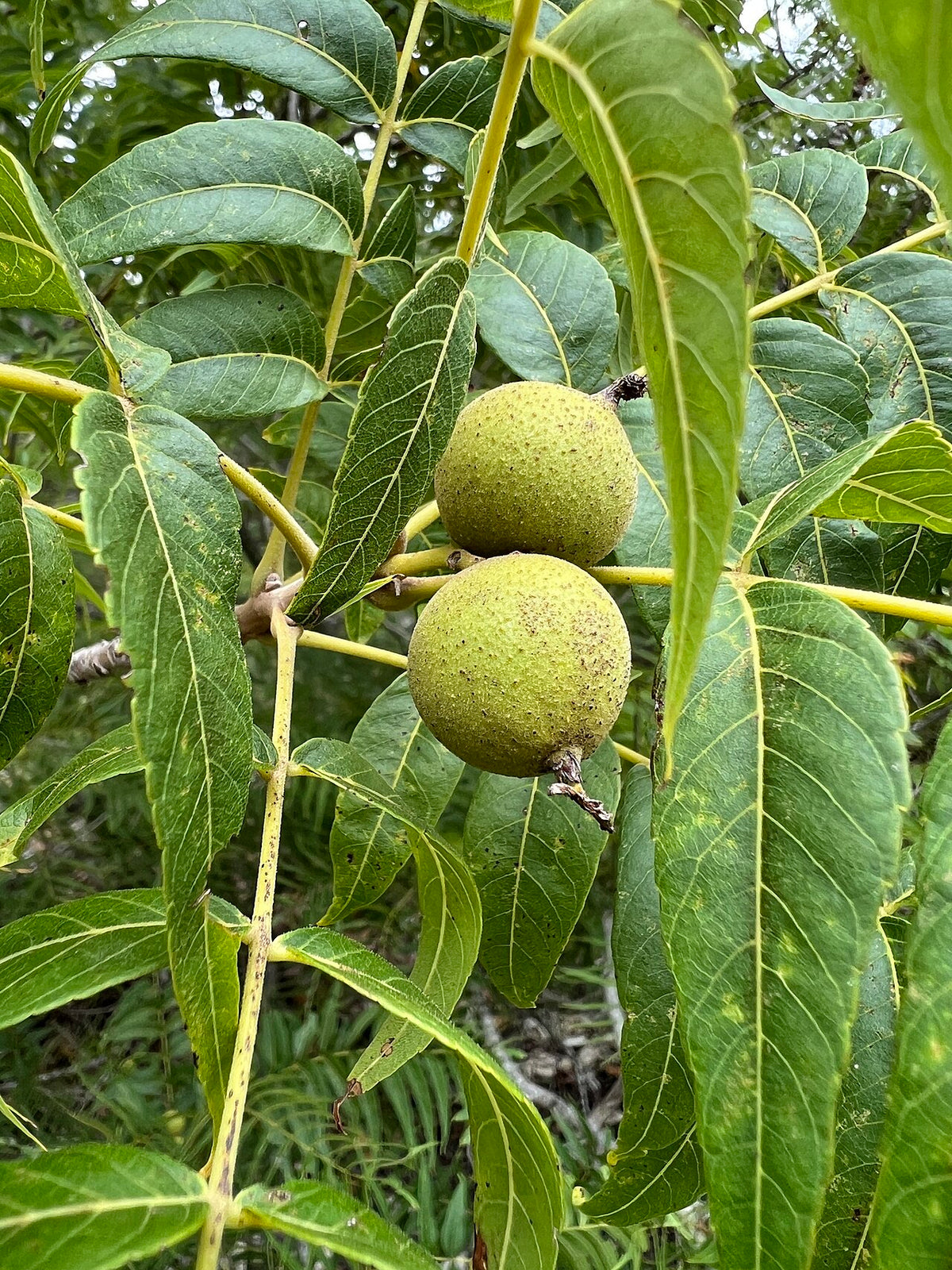 Texas Walnut