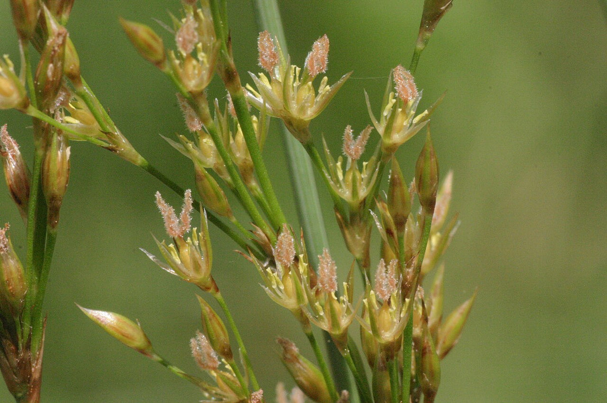 Blue Arrow Juncus