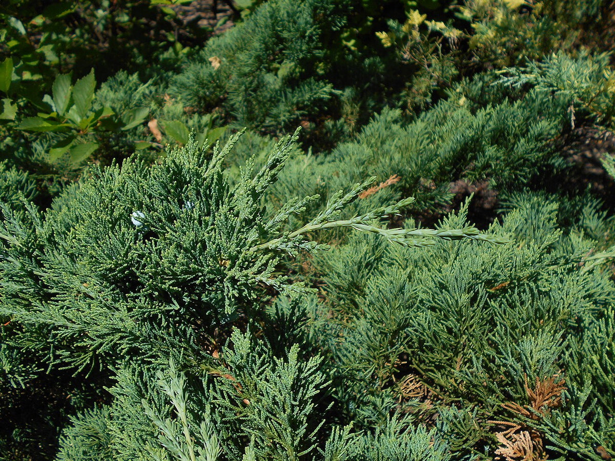 Parson's Juniper