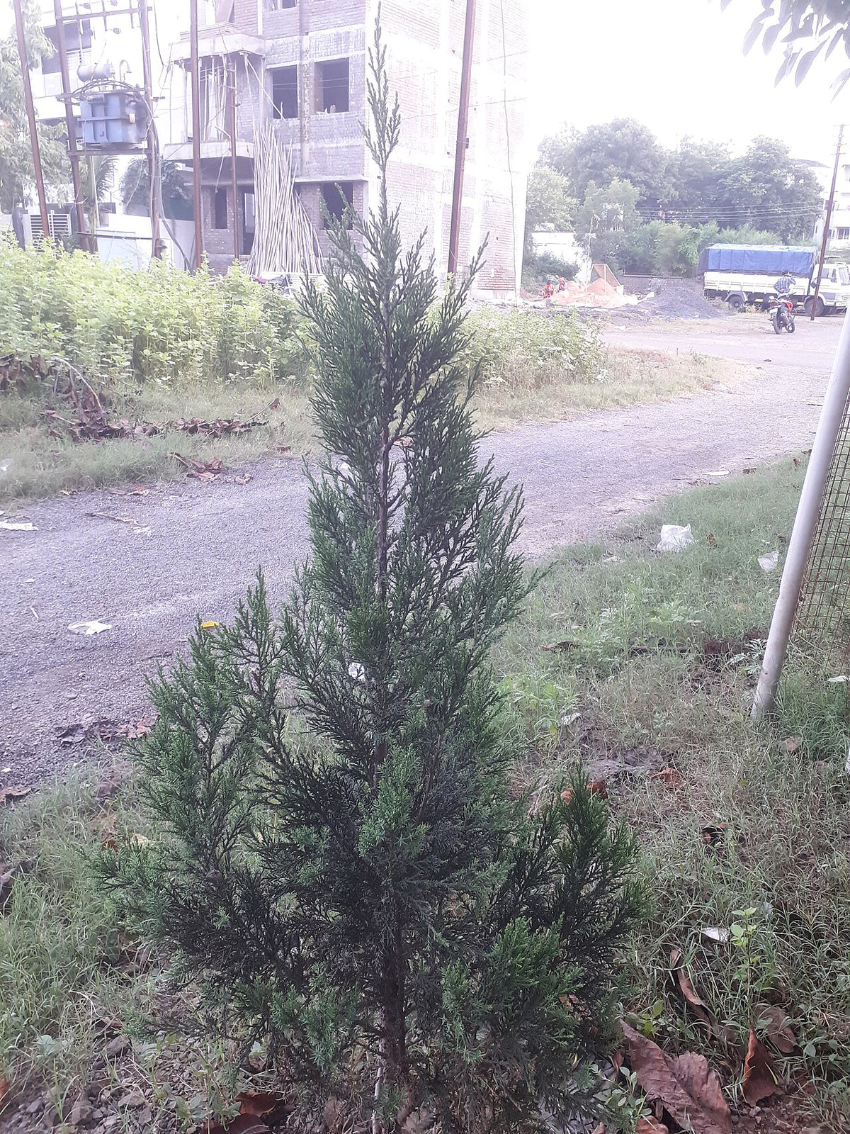Hetz Columnaris Juniper