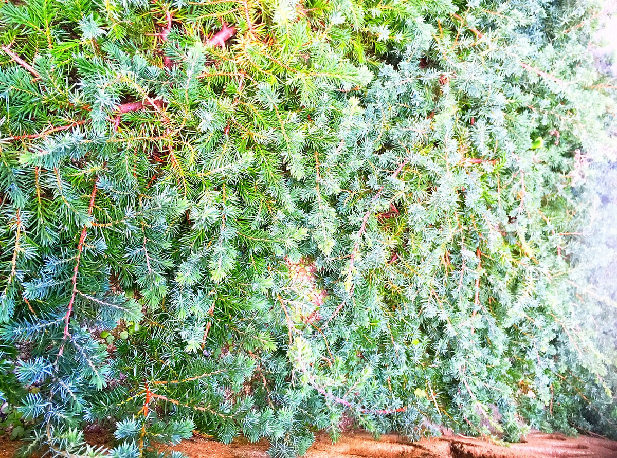 Blue Pacific Juniper