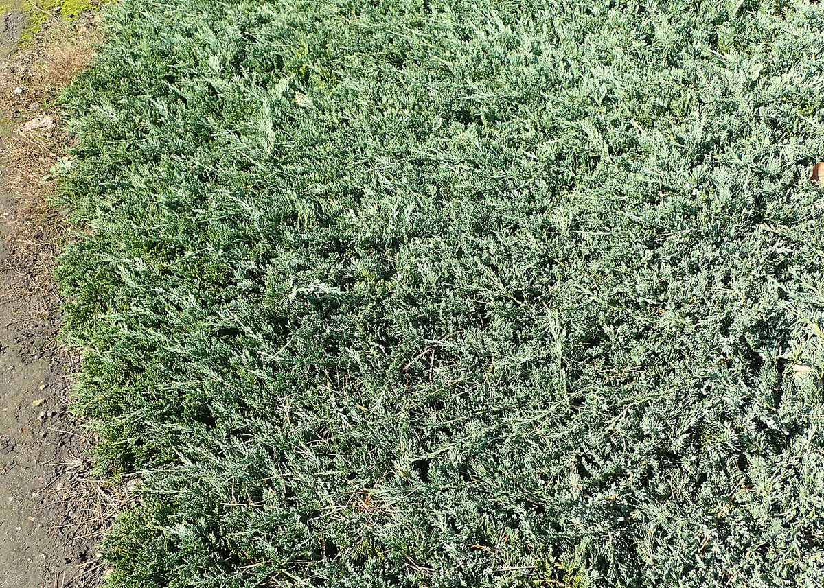 Blue Rug Juniper