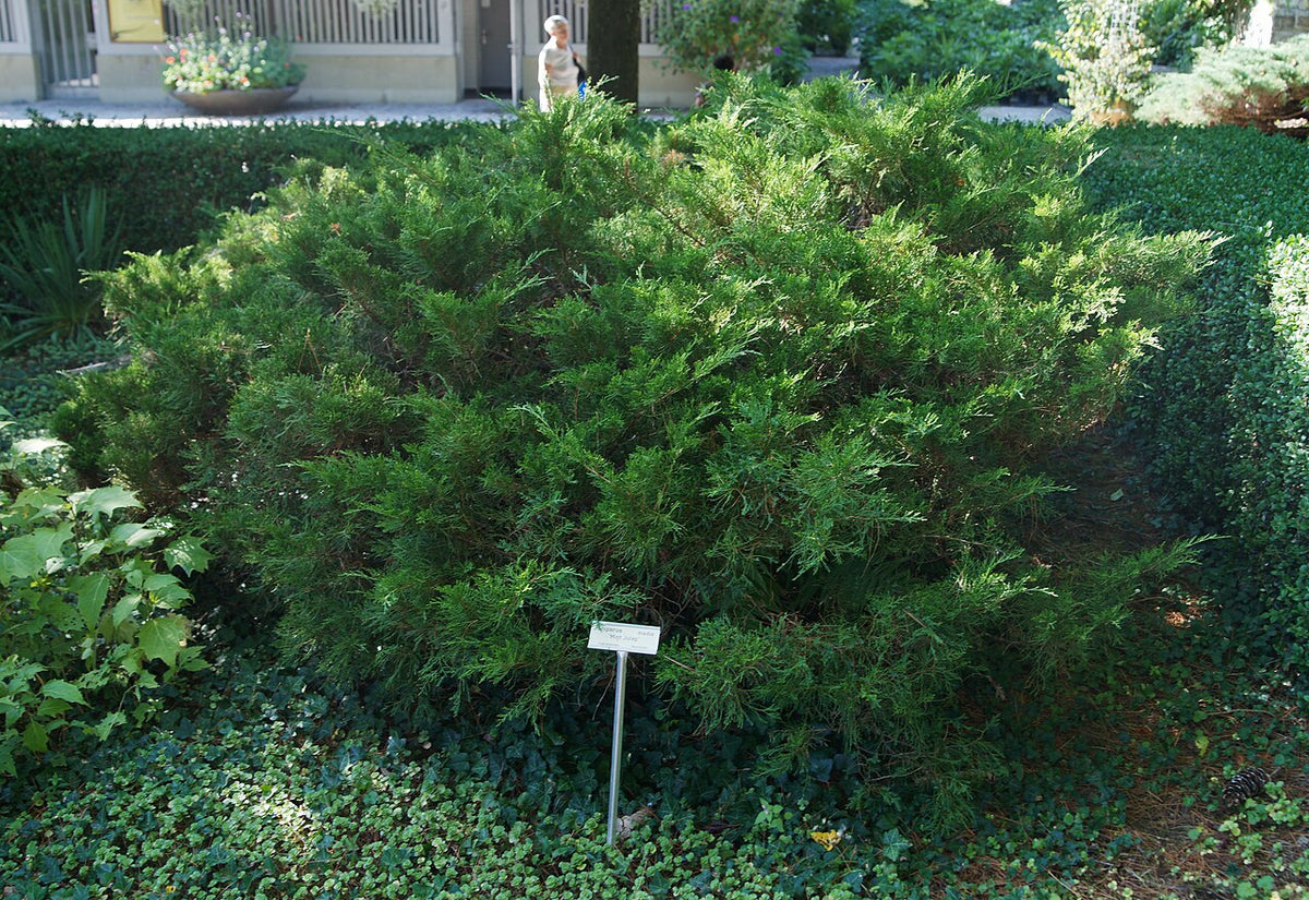 Mint Julep Juniper