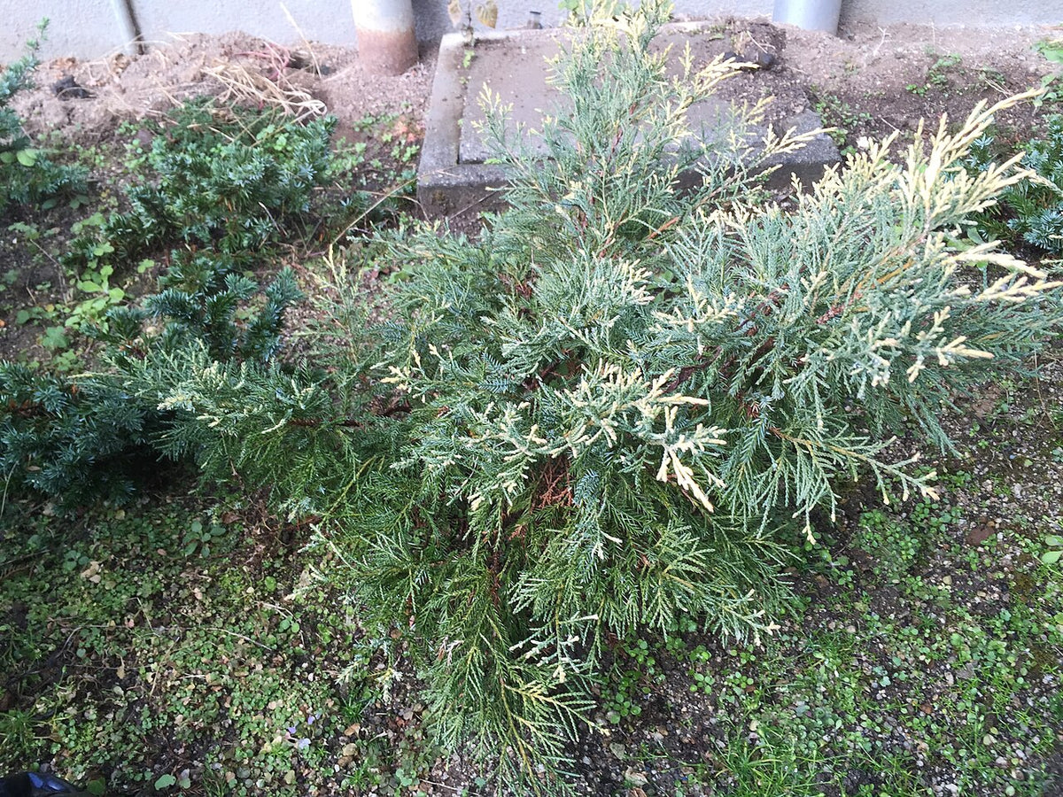 Old Gold Juniper