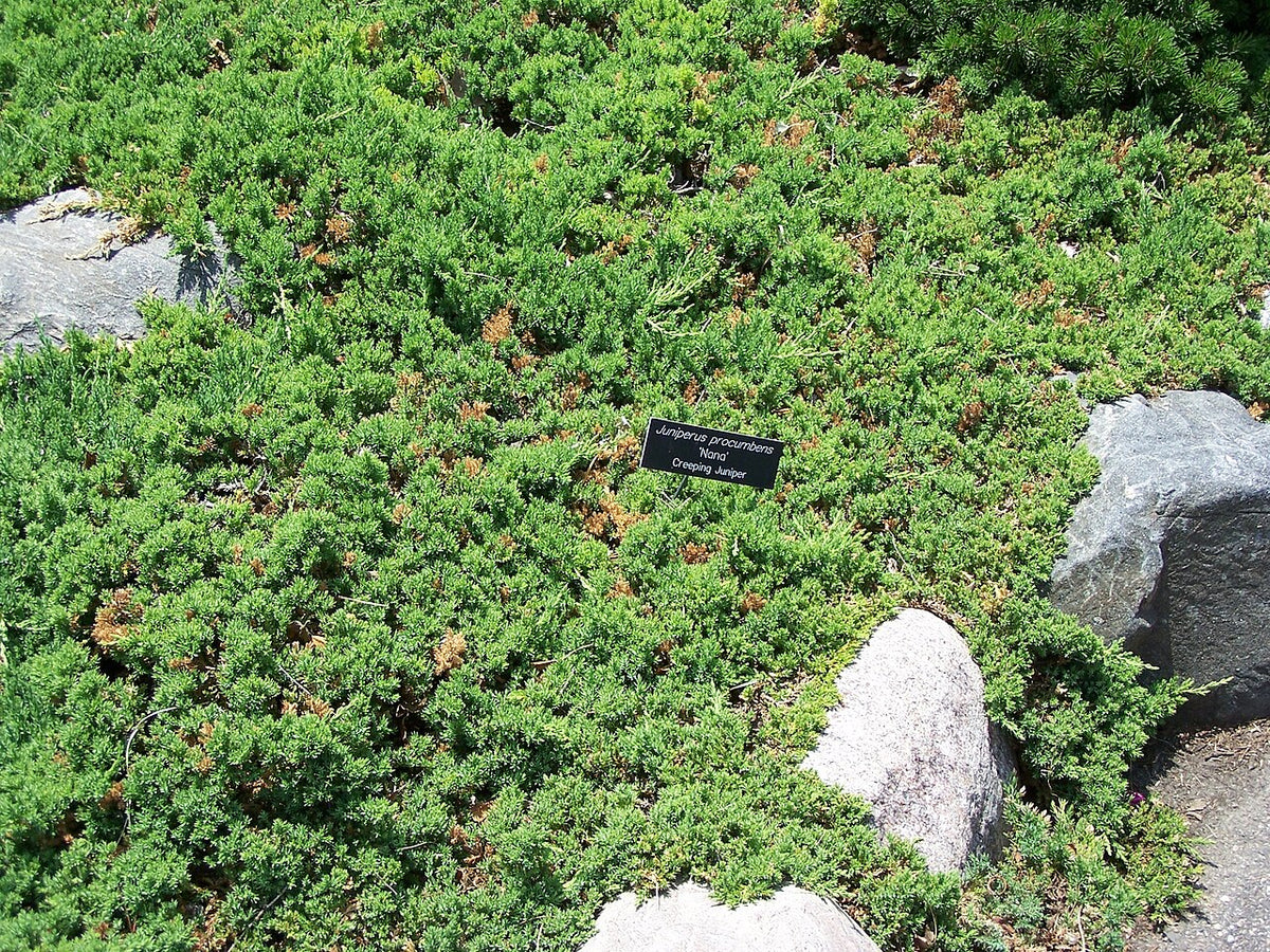 Green Mound Juniper