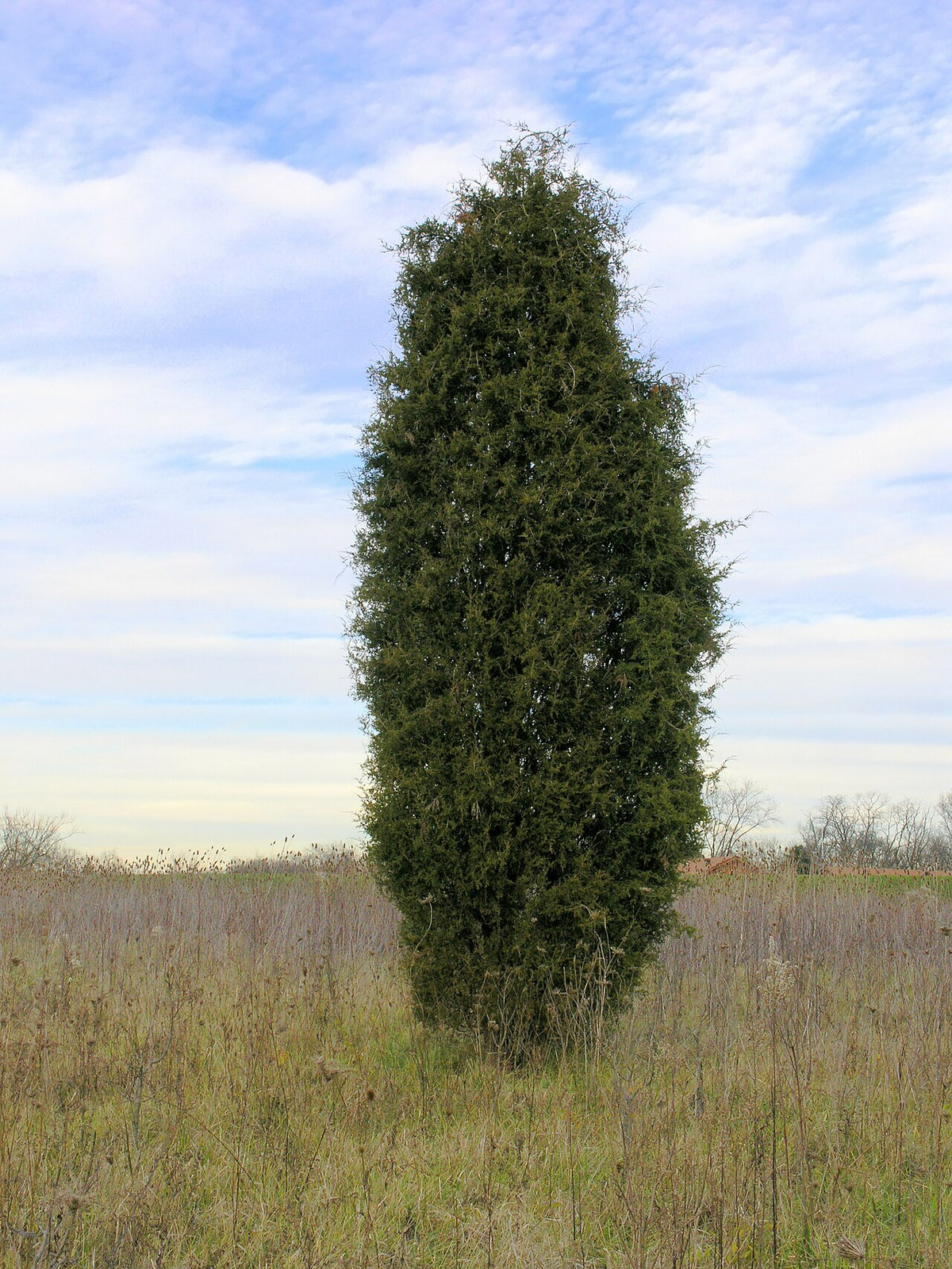 Eastern Red Cedar Varieties
