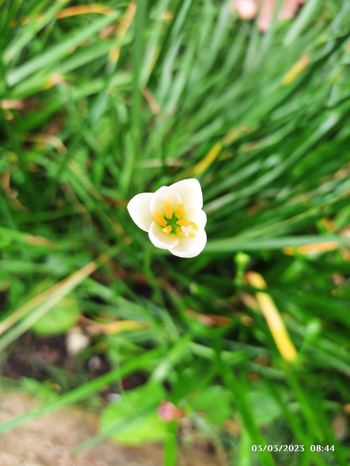 Rain Lily