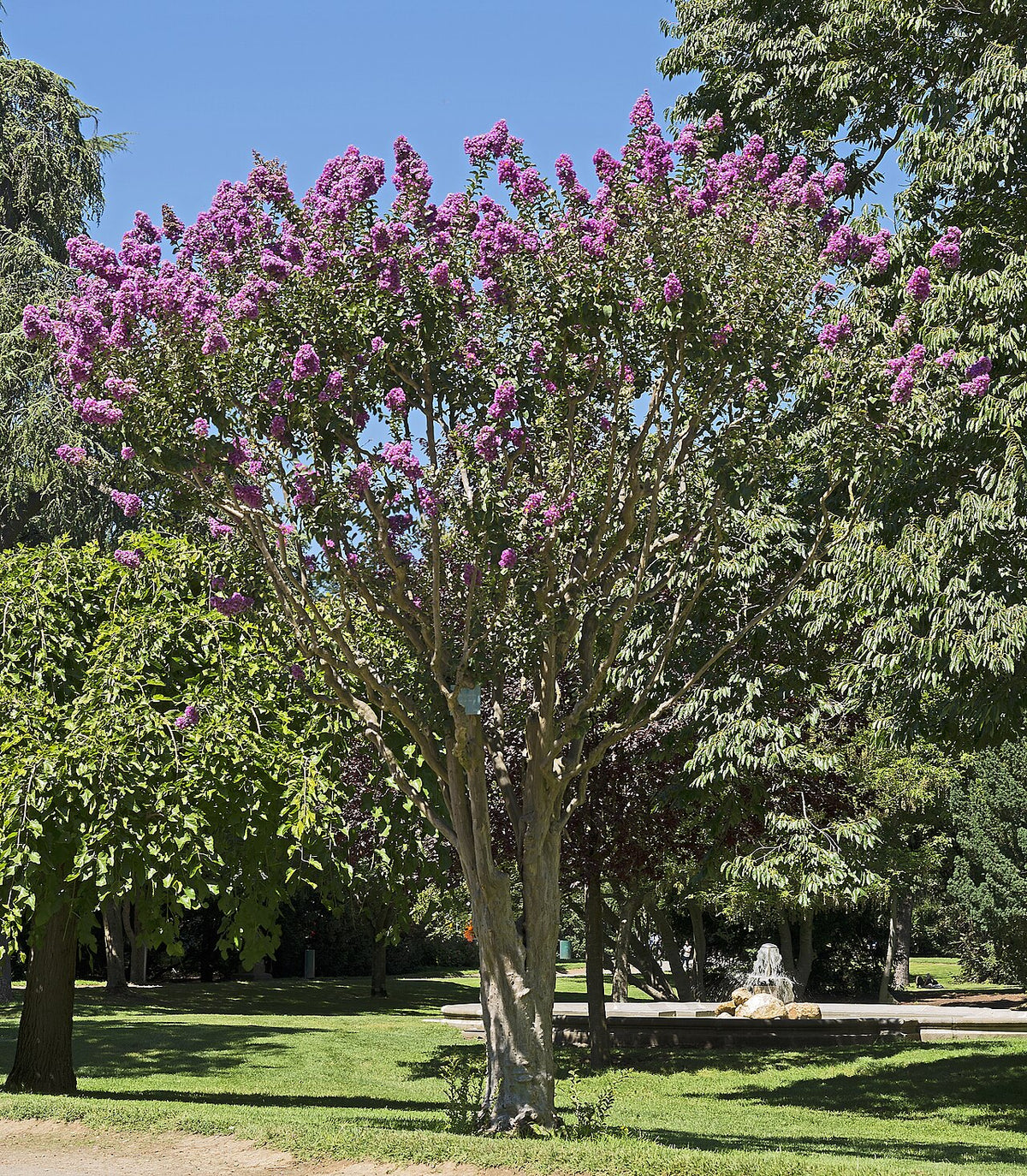 Dwarf Crape Myrtle