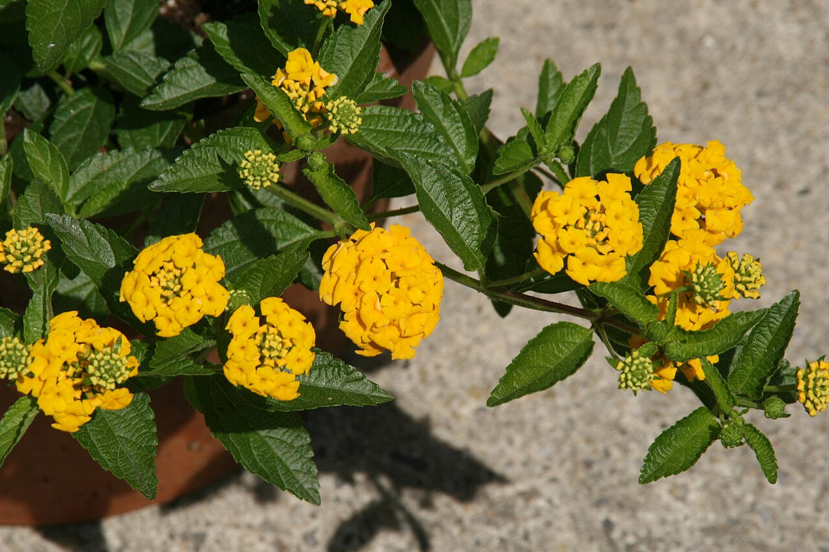 New Gold Lantana