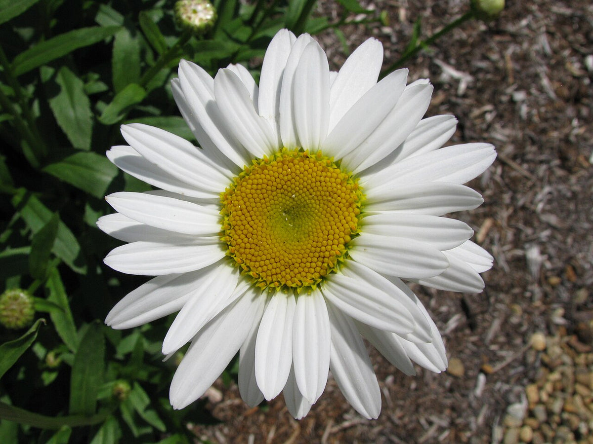Becky Shasta Daisy