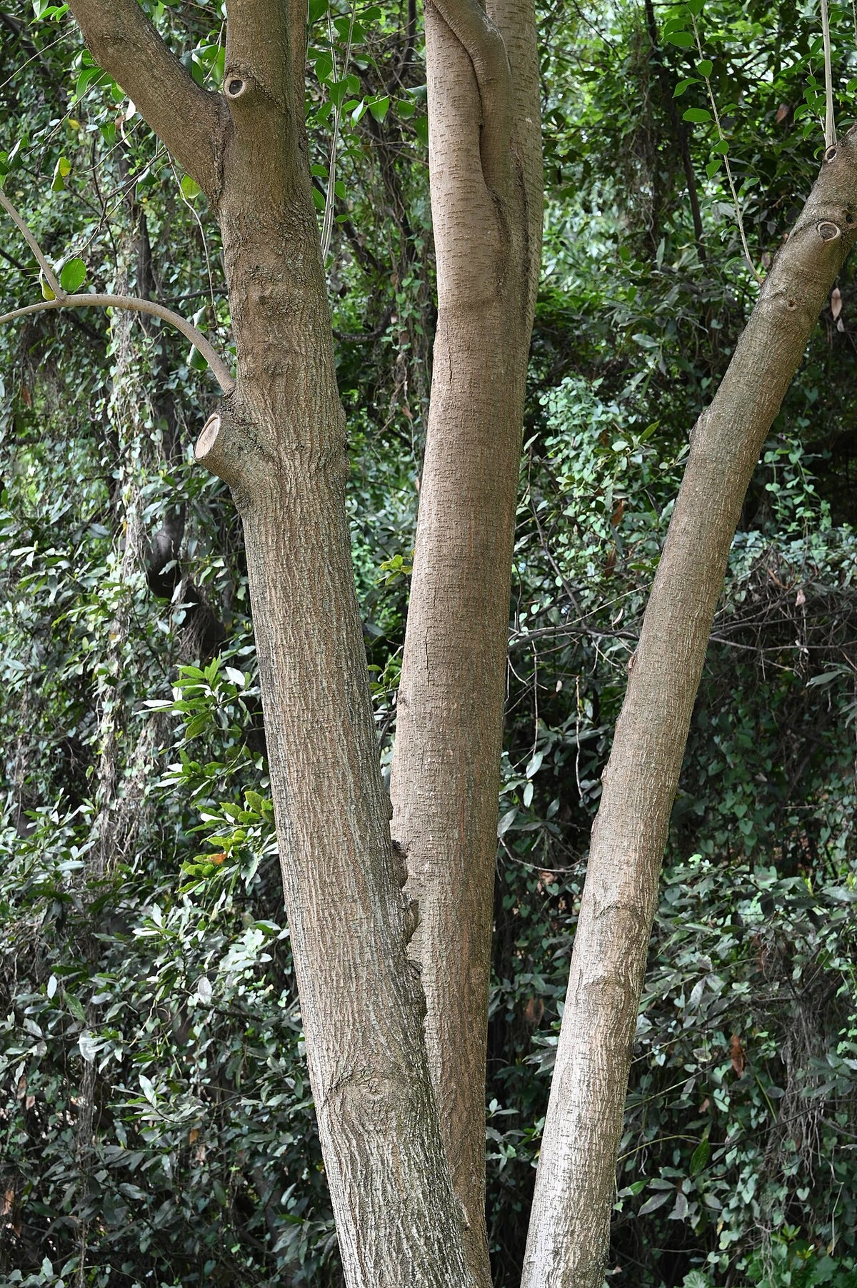 Ligustrum Varieties