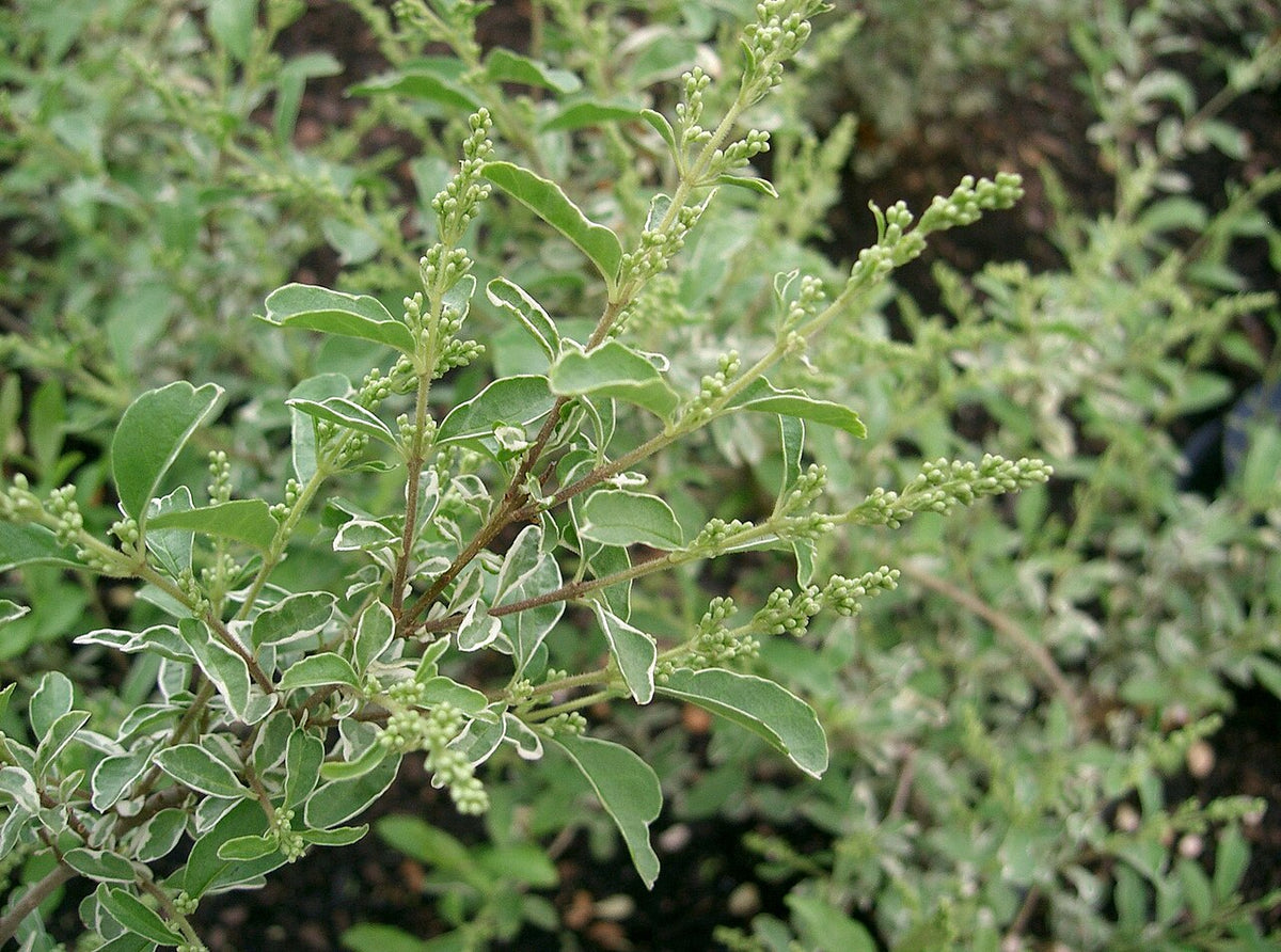Variegated Privet