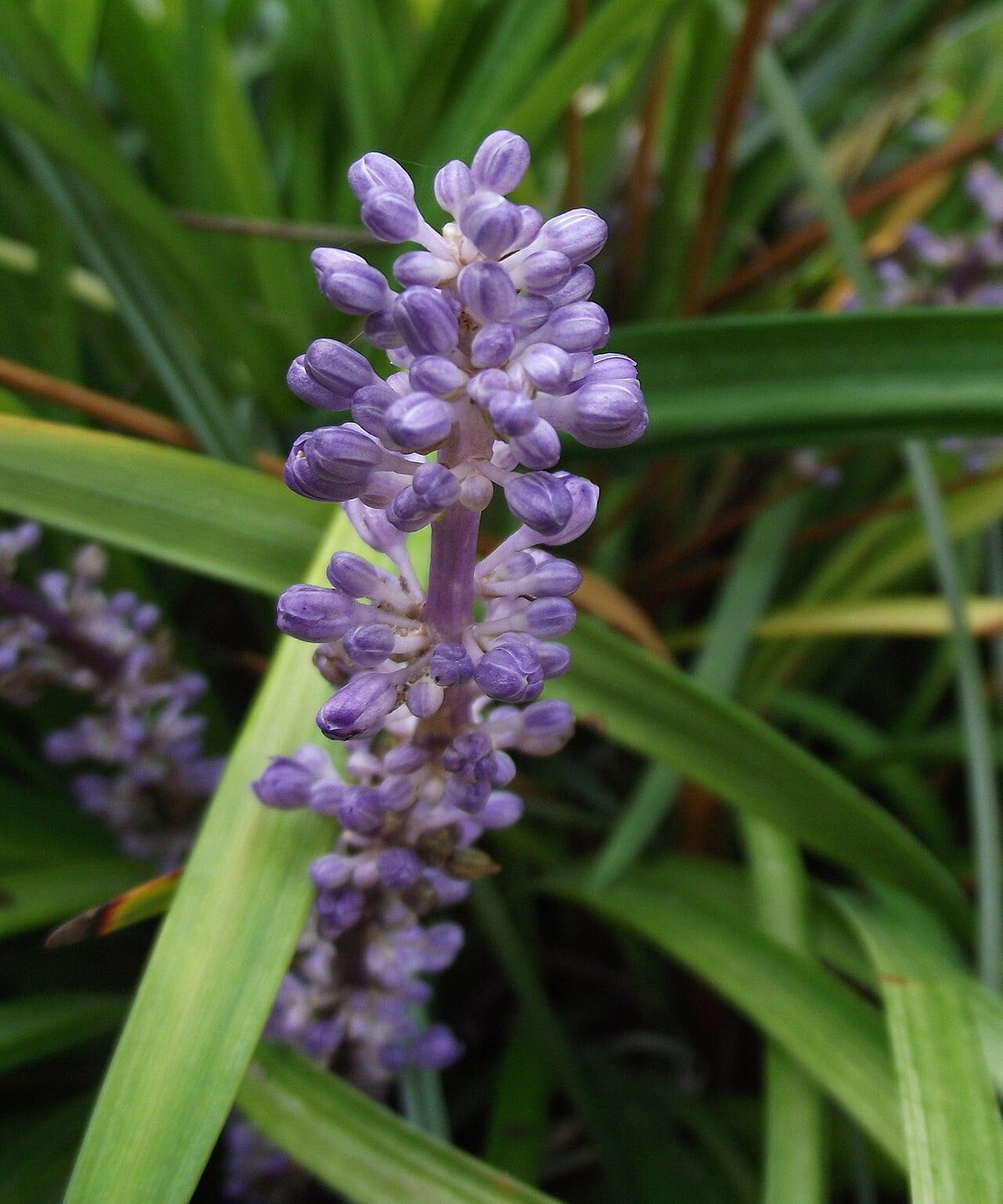 Giant Liriope