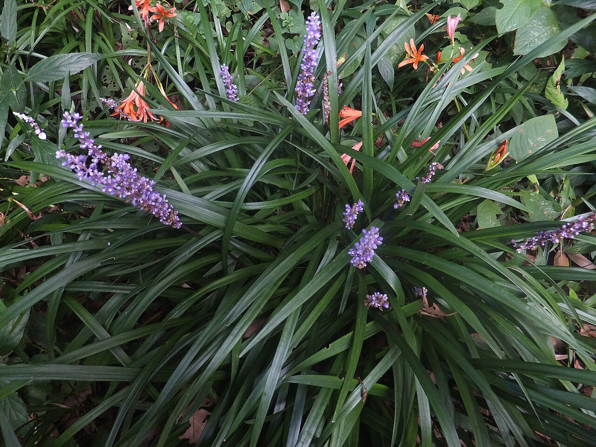 Giant Lily Turf