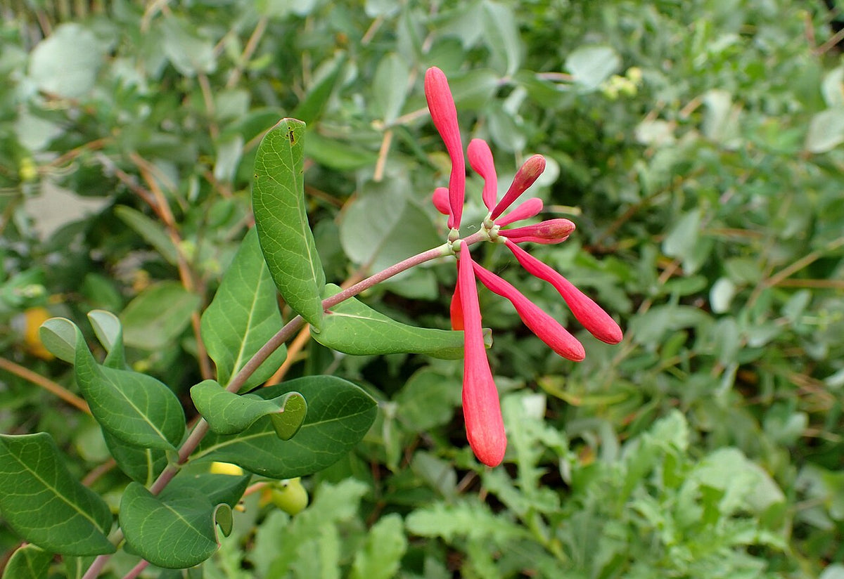 Major Wheeler Coral Honeysuckle