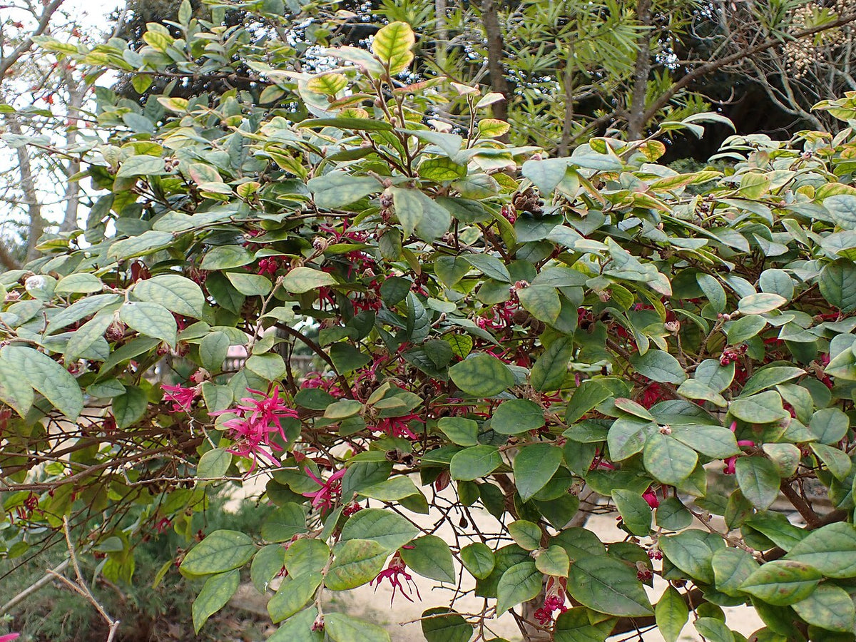 Loropetalum Varieties