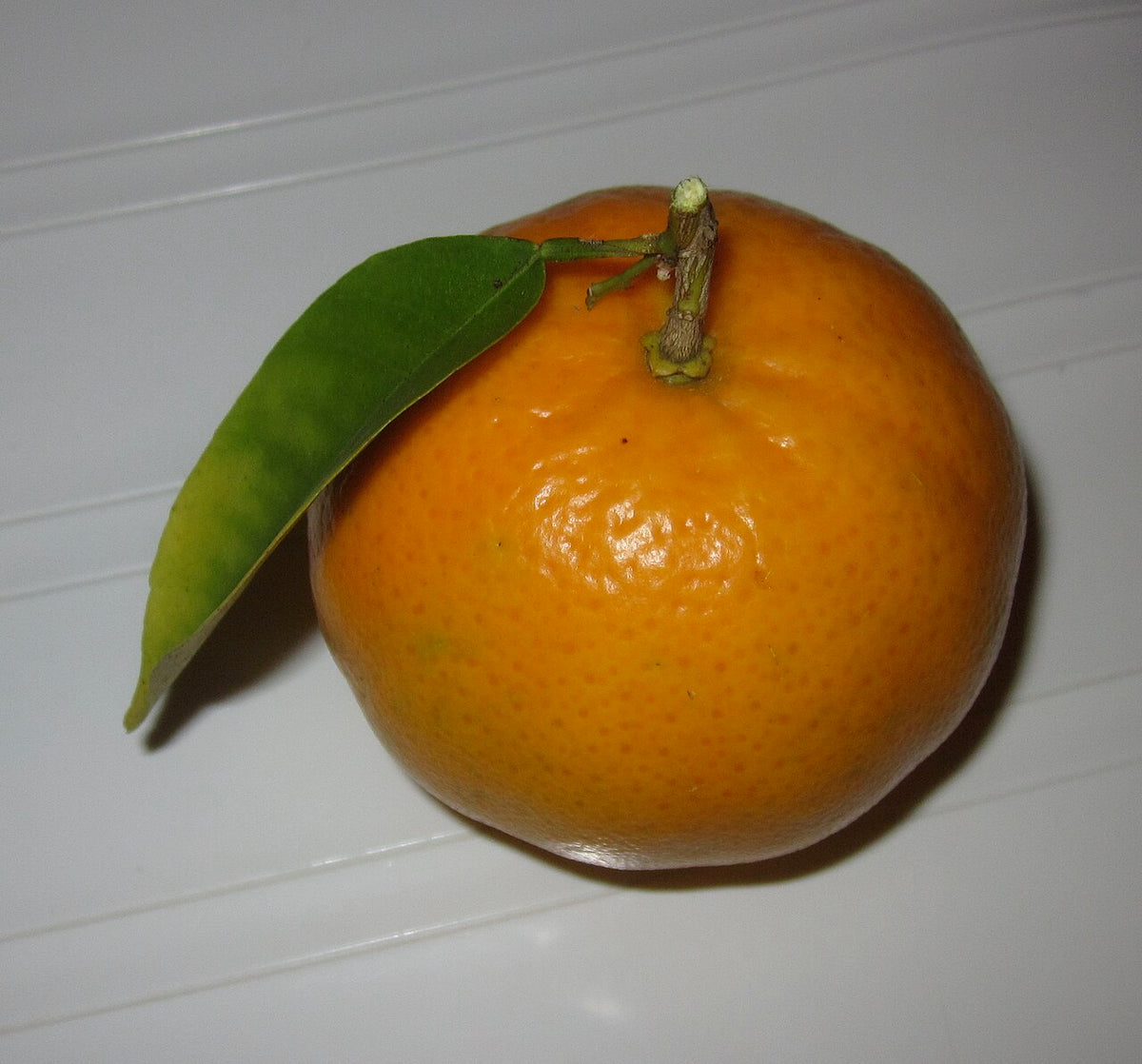 Satsuma Varieties