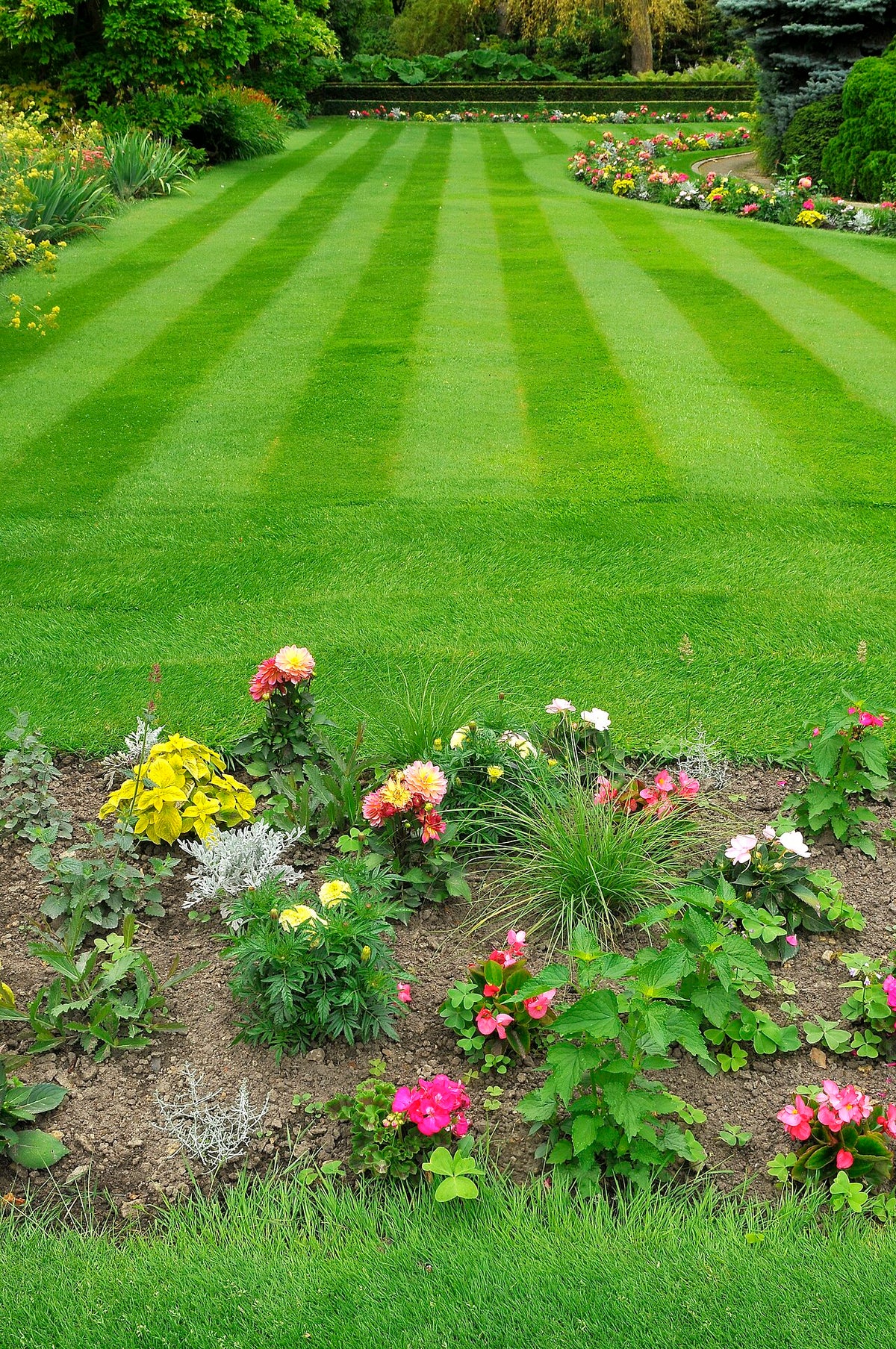Tifway 419 Bermuda Sod