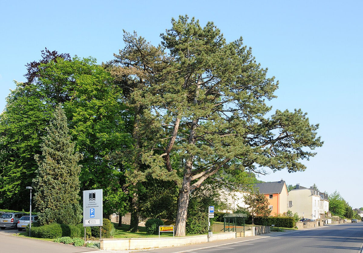 Austrian Pine