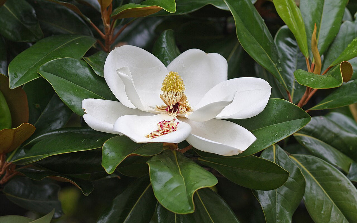 Claudia Wannamaker Magnolia