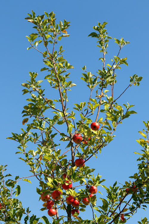 Apple Varieties
