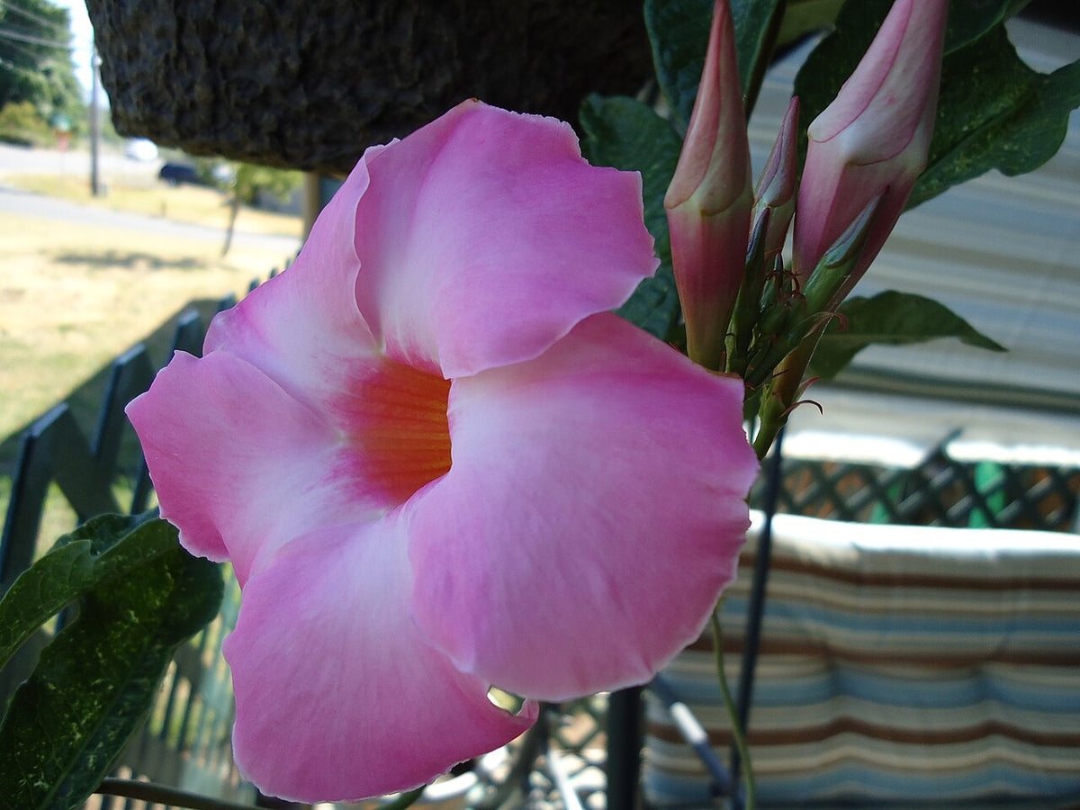 Mandevilla