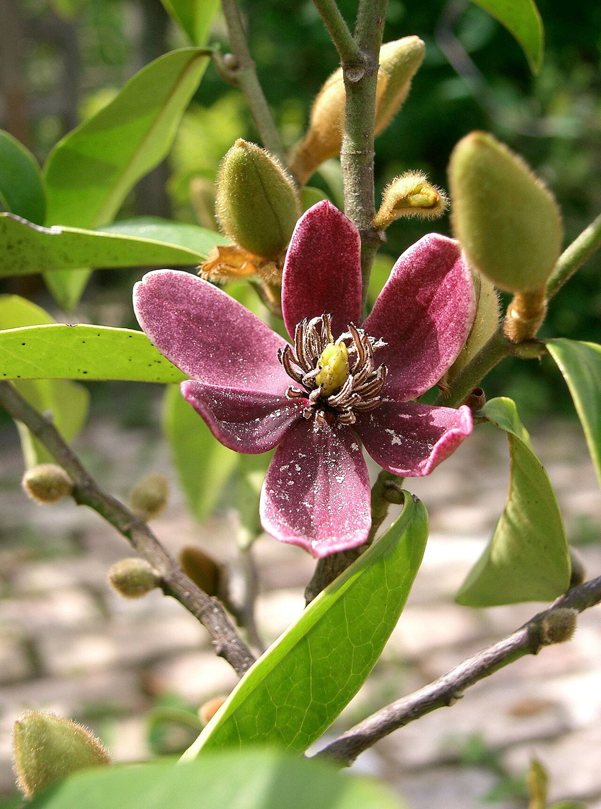 Banana Shrub