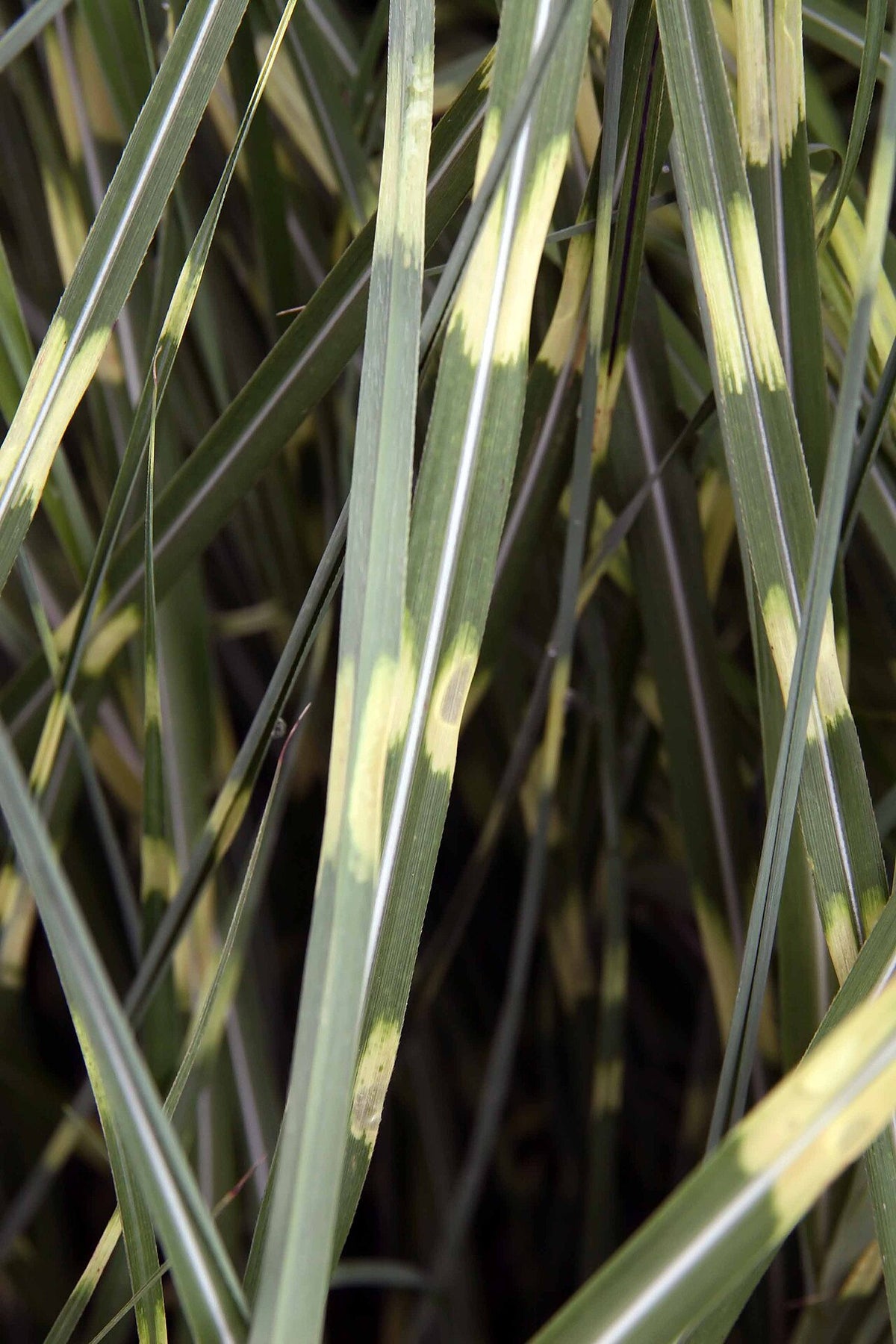 Maiden Grass Varieties