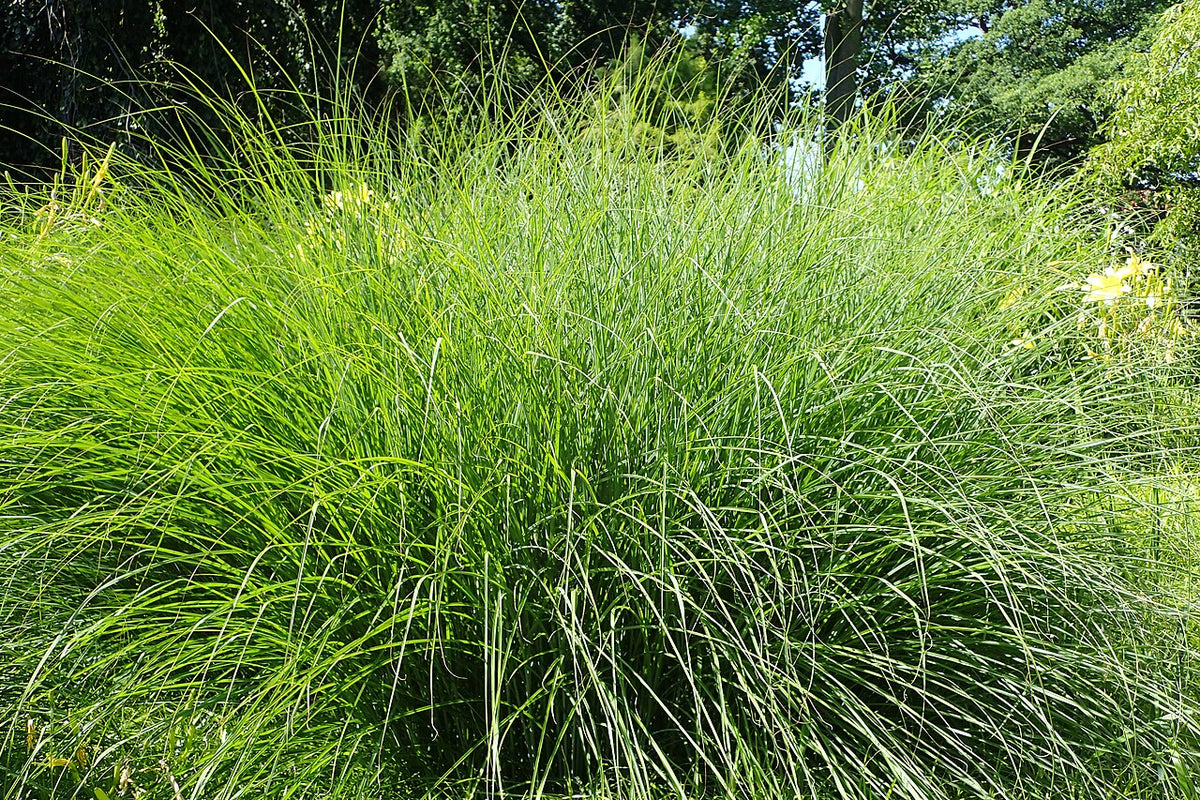 Maiden Grass (Miscanthus)