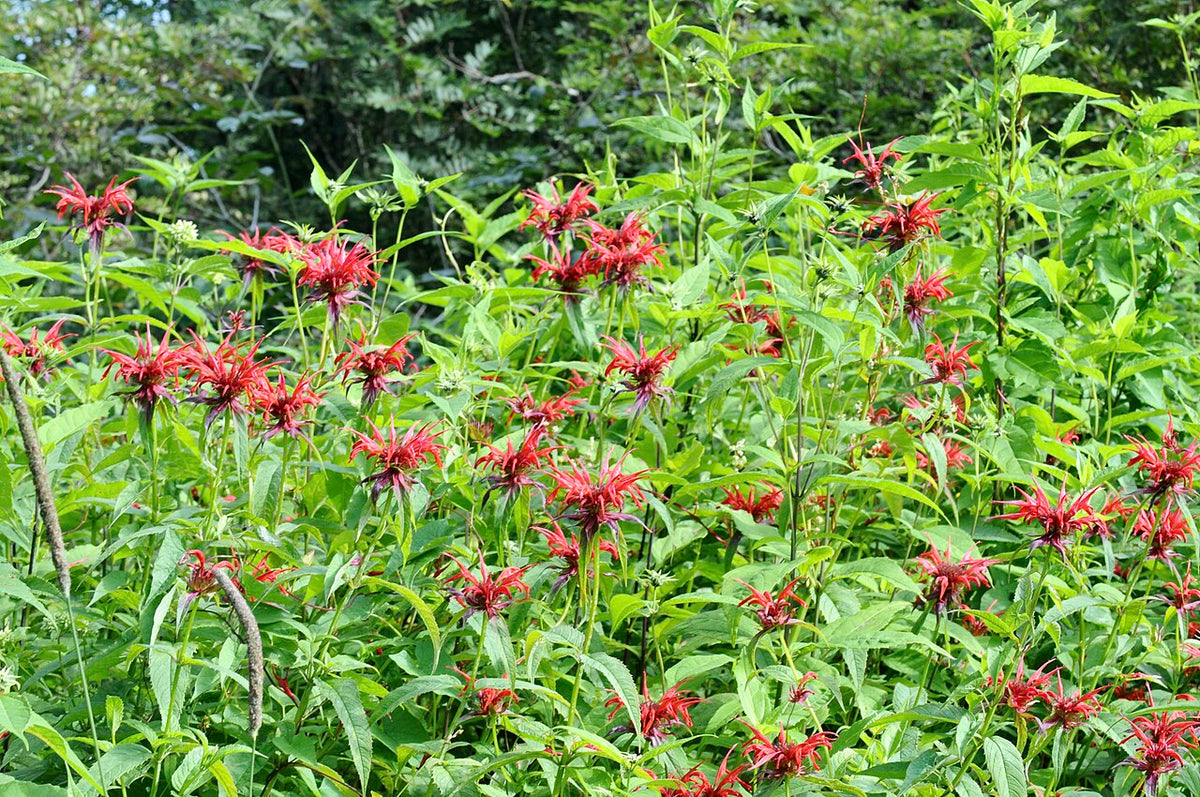 Bee Balm
